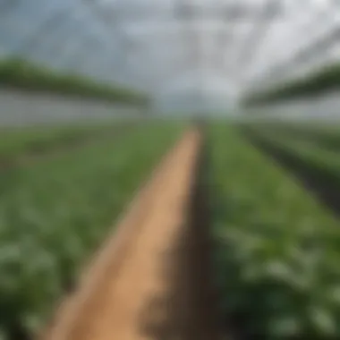 An overview of sustainable practices in greenhouse agriculture.