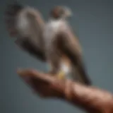 Majestic falcon perched on a gloved hand