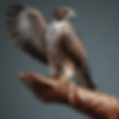 Majestic falcon perched on a gloved hand